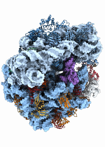 RiboXYZ: a comprehensive database for visualizing and analyzing ribosome structures