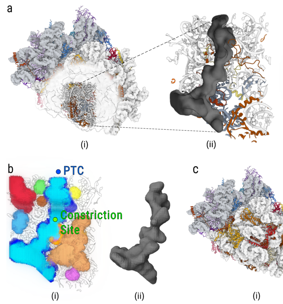 Advanced coarse-grained model for fast simulation of nascent polypeptide chain dynamics within the ribosome
