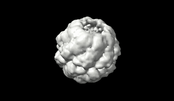 Application of transport-based metric for continuous interpolation between cryo-EM density maps