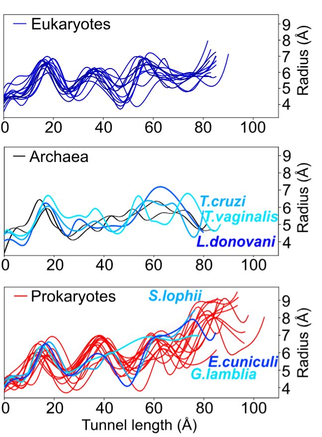 Detection of archaeal-and prokaryotic-like ribosome exit tunnels within eukaryotic kingdoms